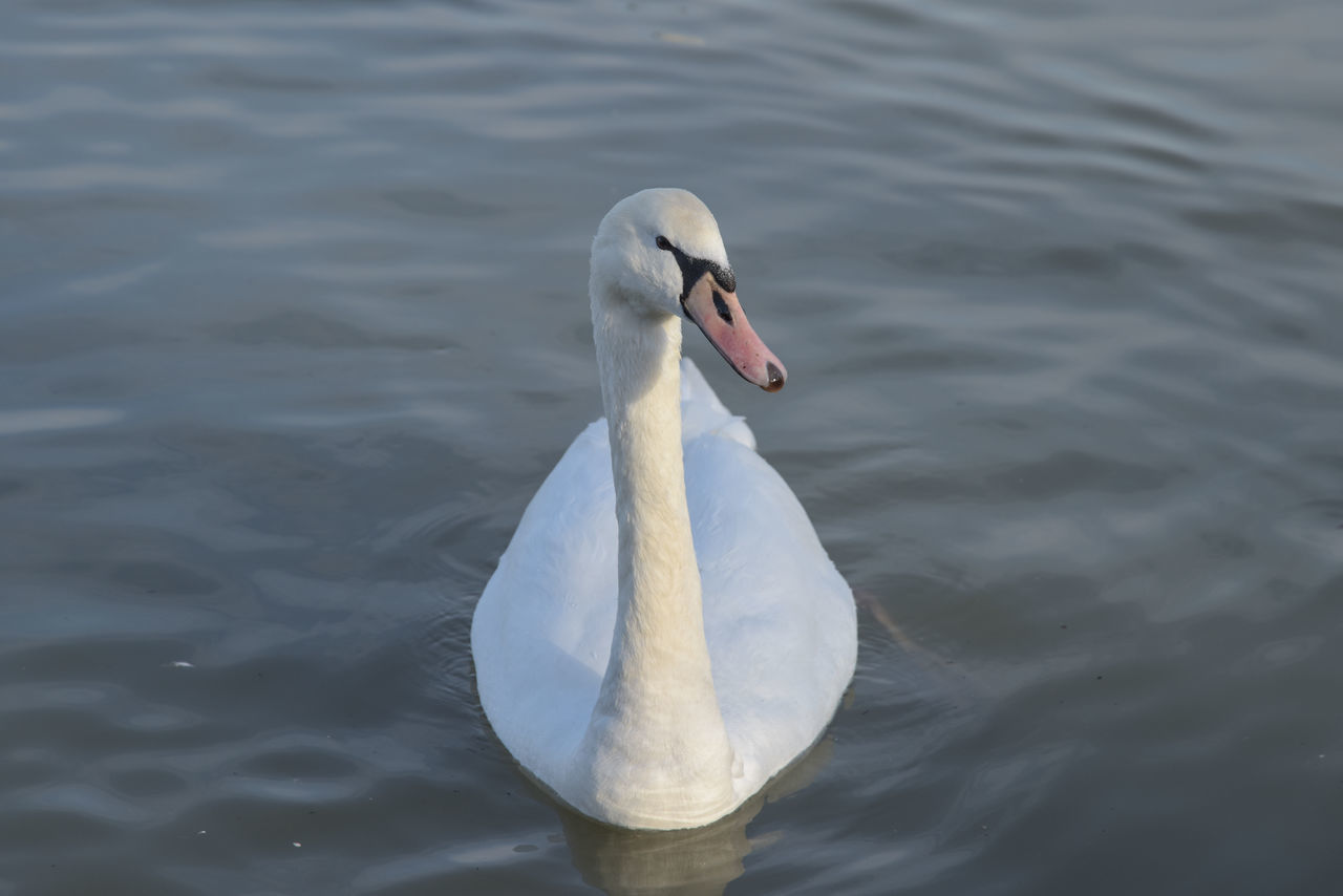 SWAN SWIMMING ON LAKE