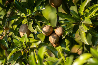 Close-up of fruits growing on plant