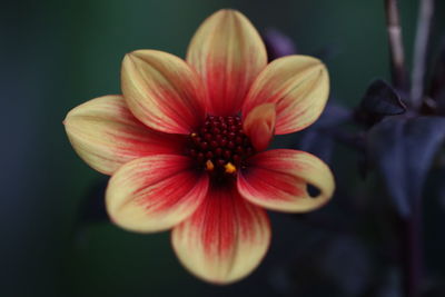 Close-up of red flowering plant