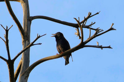 Low angle view of bird perching on tree against clear sky