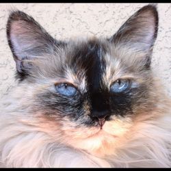 Close-up portrait of cat