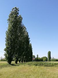 Trees against clear sky