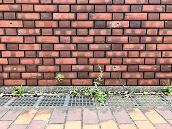 Potted plant on brick wall