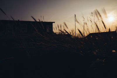 Silhouette of grass at sunset