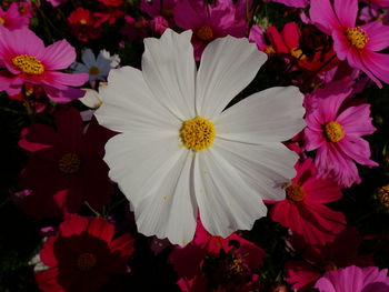 Close-up of pink flowers