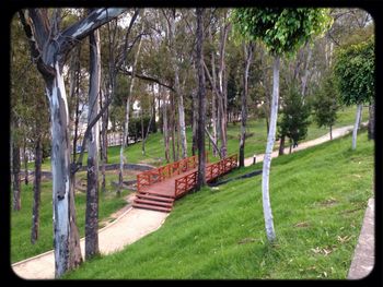 Trees on grassy field in park