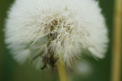 Close-up of dandelion flower