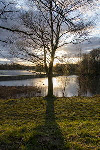 Bare tree on field by lake against sky