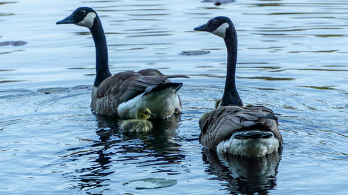 Ducks in lake