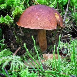 Close-up of mushroom growing on field