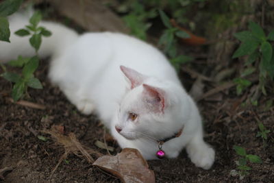 High angle view of cat on field
