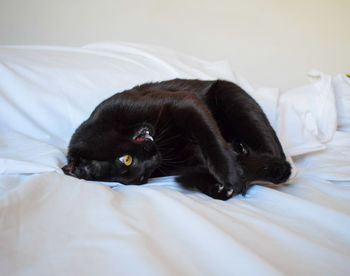 Black cat resting on bed