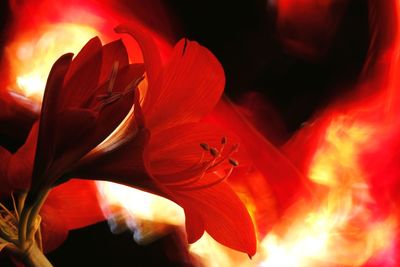 Close-up of red rose flower