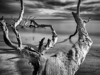 Driftwood on tree trunk by sea against sky
