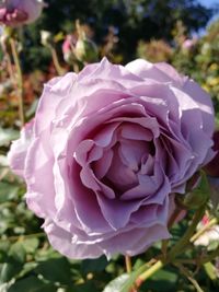 Close-up of rose blooming outdoors