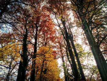 Low angle view of trees against sky