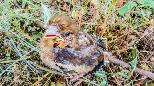 High angle view of duck on field