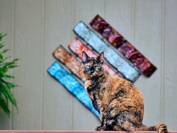 Cat sitting on wall