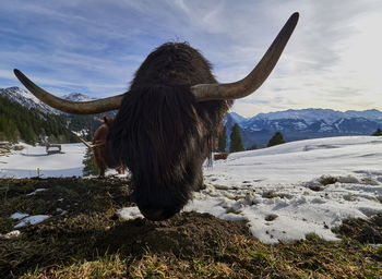 Close-up of scottish highland bull grazing by snow covered field in the mountains