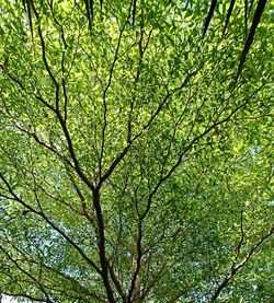Low angle view of tree in forest