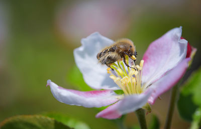 Close-up of bee on pink flower