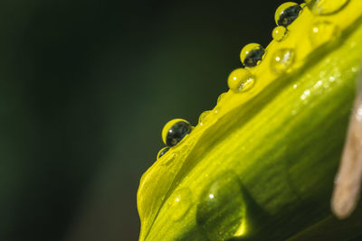 Close-up of raindrops on leaf