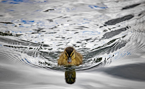 High angle view of crab swimming in lake