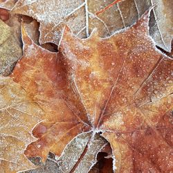 Full frame shot of autumn leaf