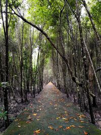 Footpath amidst trees in forest