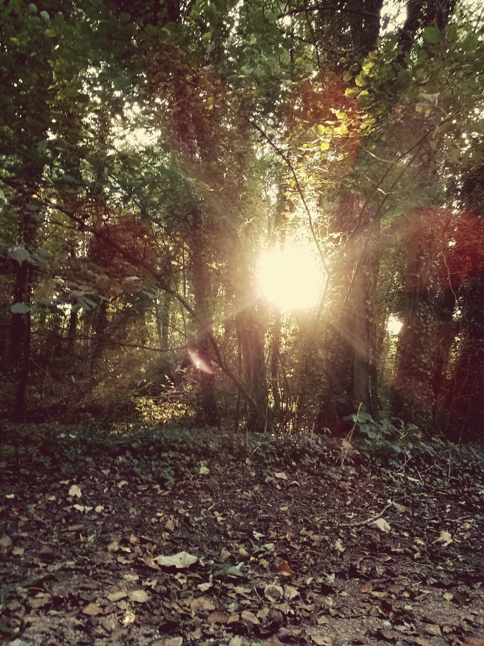 SUNLIGHT STREAMING THROUGH TREES IN THE FOREST