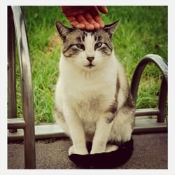 Portrait of cat