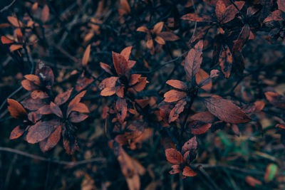 Close-up of autumnal leaves on plant