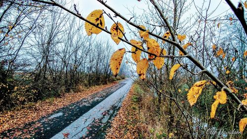 Road amidst bare trees during autumn