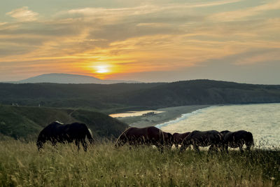 Sunset over  mountain at the mouth of the  river. with horses. southern black sea coast.