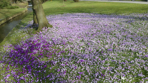 High angle view of purple flowers
