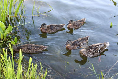 High angle view of mallard ducks swimming in lake