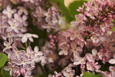 Close-up of flowers blooming outdoors