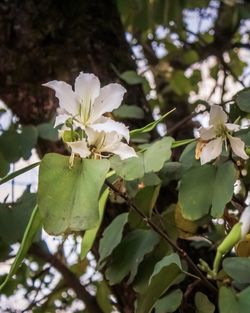 Close-up of white flowering plant