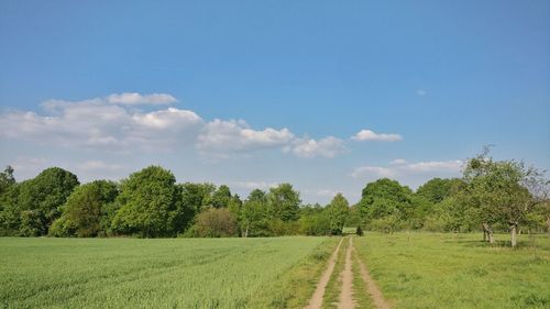 Panoramic shot of trees on field against sky