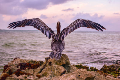 Bird flying over sea against sky