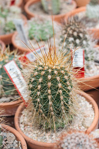 Photos of the botanical garden in buenos aires. there are also photos in a nursery in pilar, arg