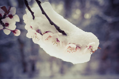 Close-up of frozen flower tree during winter