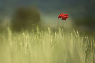 Close-up of red poppy flowers