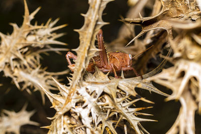 Close-up of dried plant