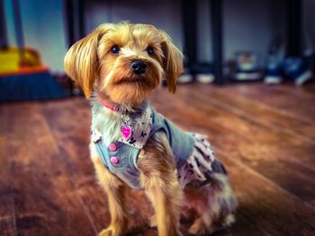 Portrait of dog sitting at home