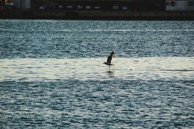 View of birds in water