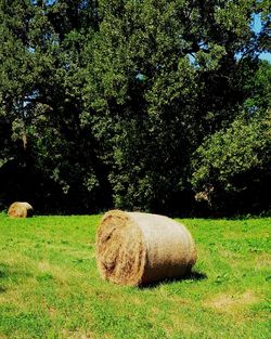 Hay bales on field