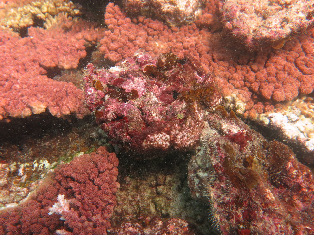 CLOSE-UP OF DEAD FISH ON SEA