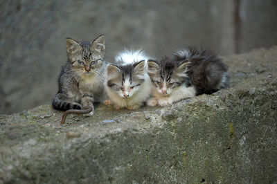 Cats relaxing in the ground