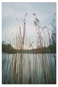 Close-up of reed growing in lake